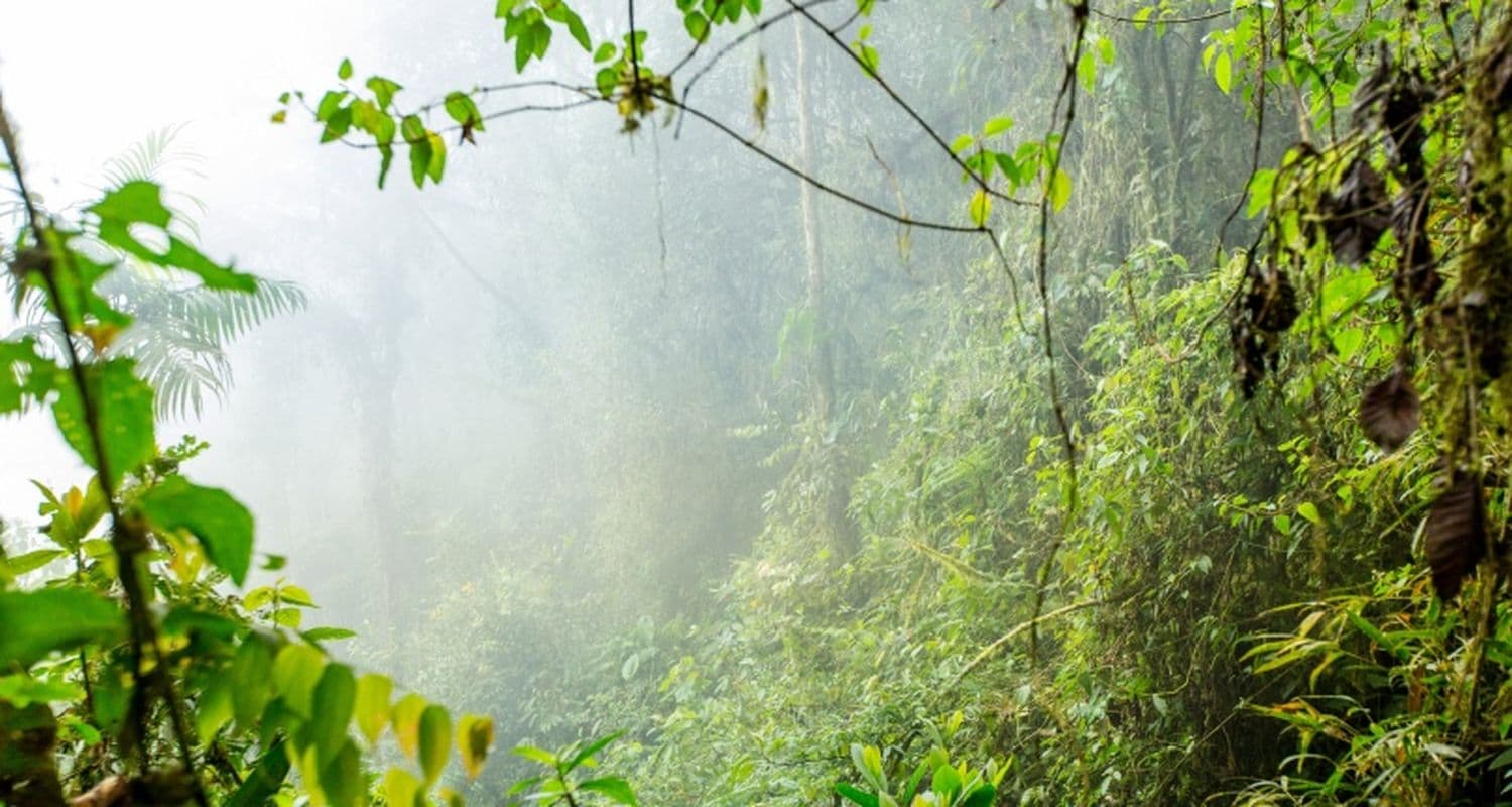 Wiederaufforstung in Ecuador liegt uns am Herzen!