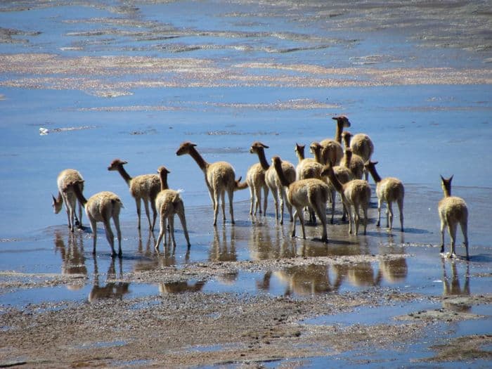 Nous quittons la Bolivie pour 