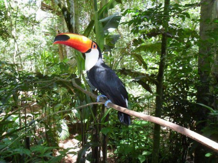 **Do Brasil**  
  
  
C'est av