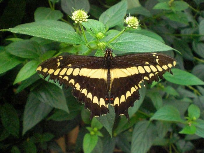 SIB UIO 3D2N Bellavista Cloud Forest ( Ldg)