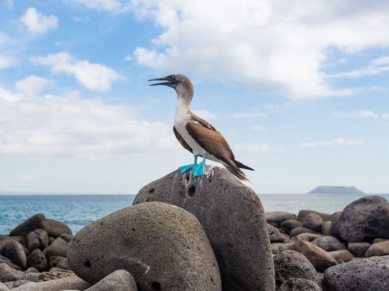 ecuador galapagos vivideo 925 - Blue Footed Boobies on Galapagos, Ecuador