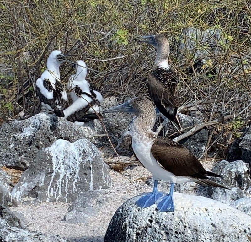 Sur l'île de Lobos, nous avons