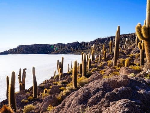 Salar de Uyuni Bolivien - Kakteen