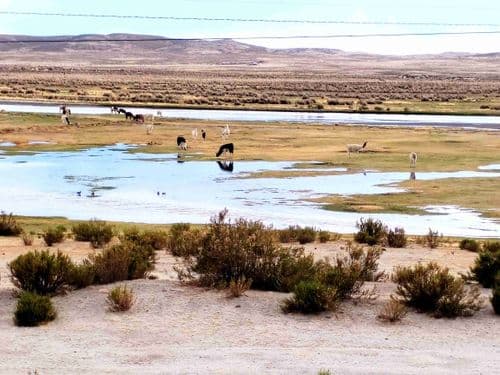 Lamas en Bolivia