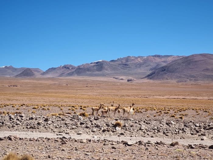 Vicuñas