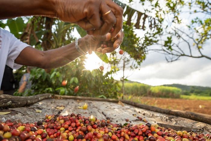Coffe Vinales Cuba Puraventura