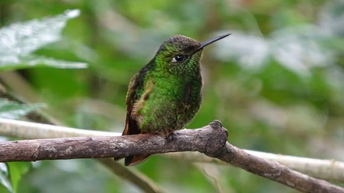 Heute sind wir in dem Nebelwal