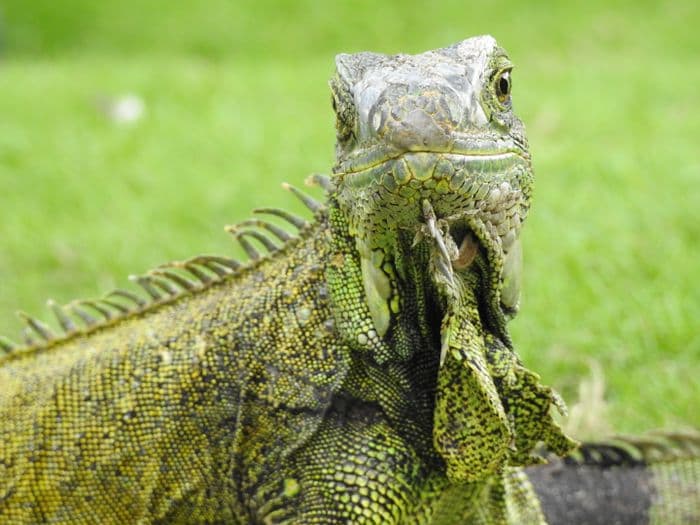 GRÜNE-LEGUAN  von Guayaquil