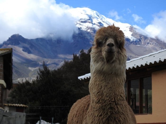 Alpakas und Chimborazo