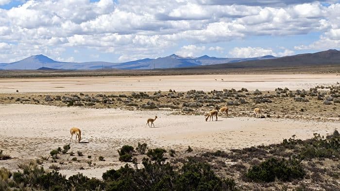 Naturreservat "salinas y aguada blanca"