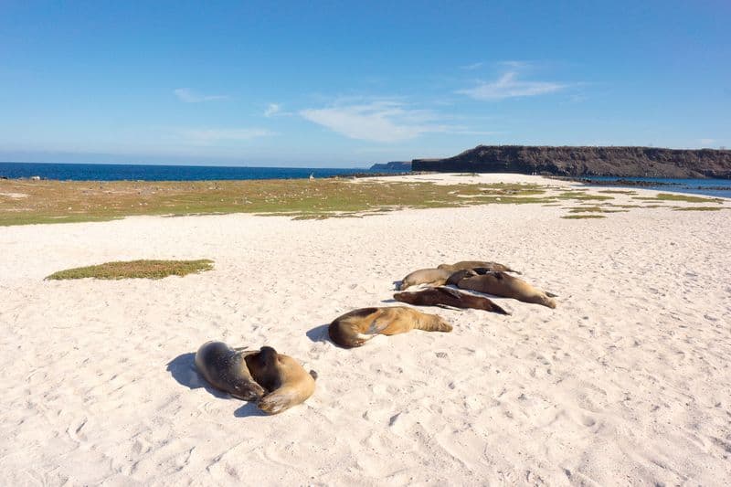 Santa Cruz - Bachas Beach -  samba galapagos cruise - gal0052