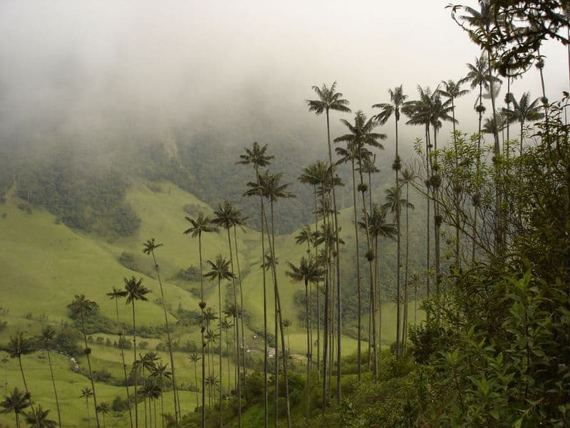 Valle de Cocora
